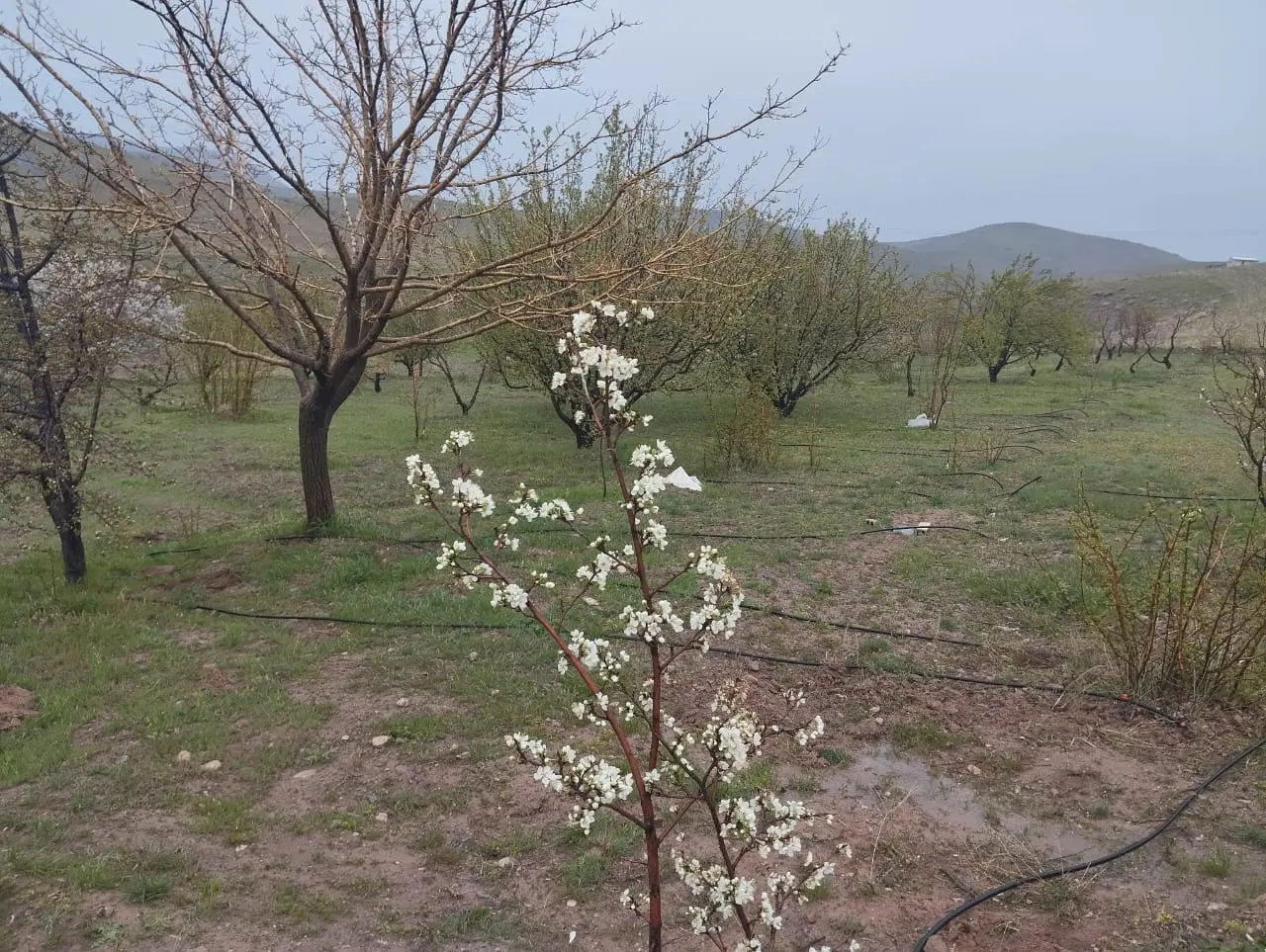 باغ میوه