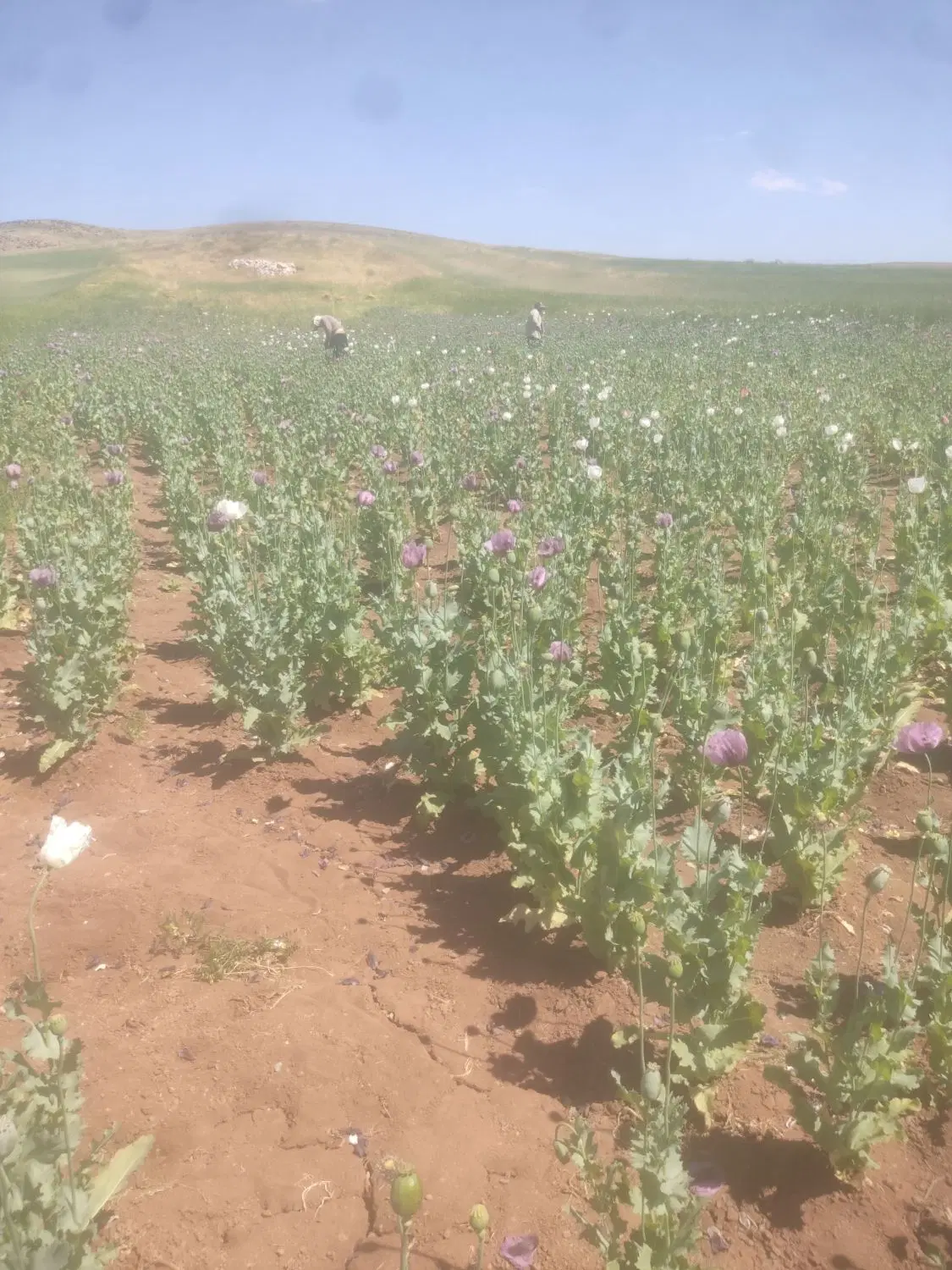 اجاره زمین کشاورزی