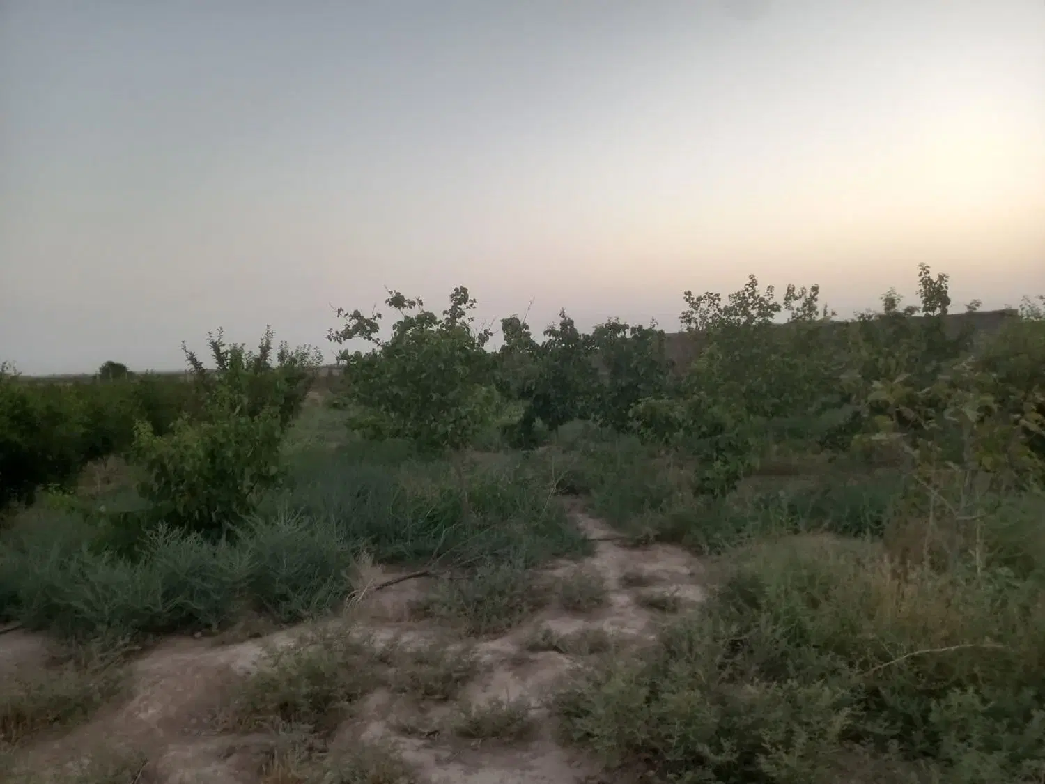 چهار دیواری و باغ با آب موتور در حسن آباد کوه گچ