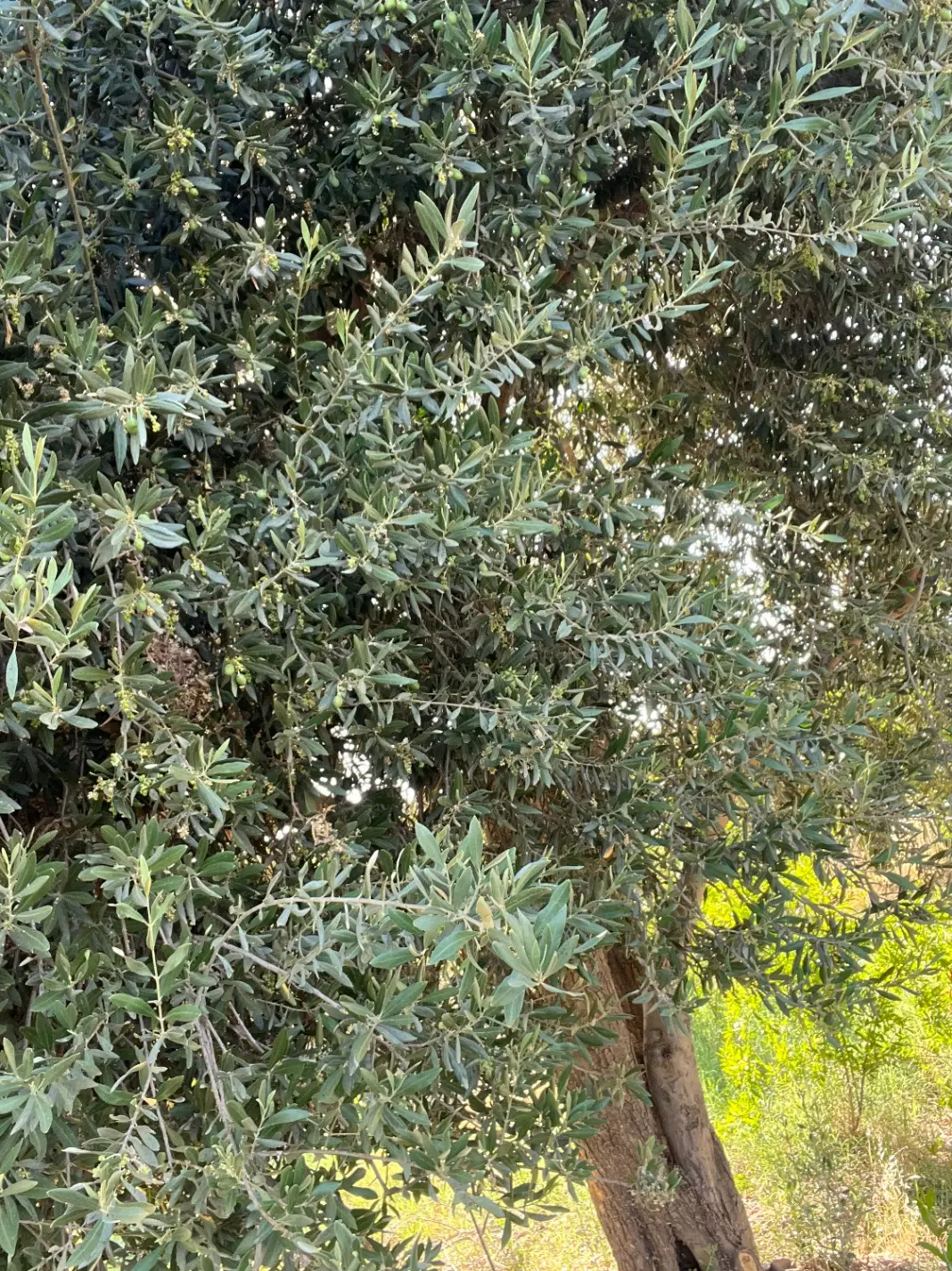 باغ انار