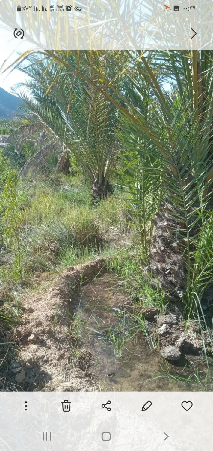 فروش باغ دهستان سیاهو روستای بنگلایان