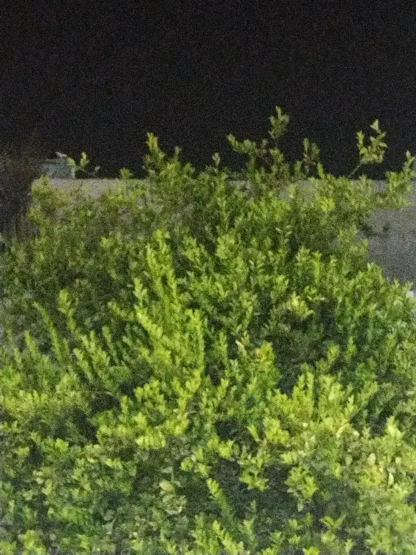 زمین سرخون جنب باغ شمشاد