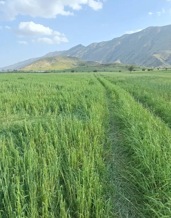 فروش زمین کشاورزی در کازرون