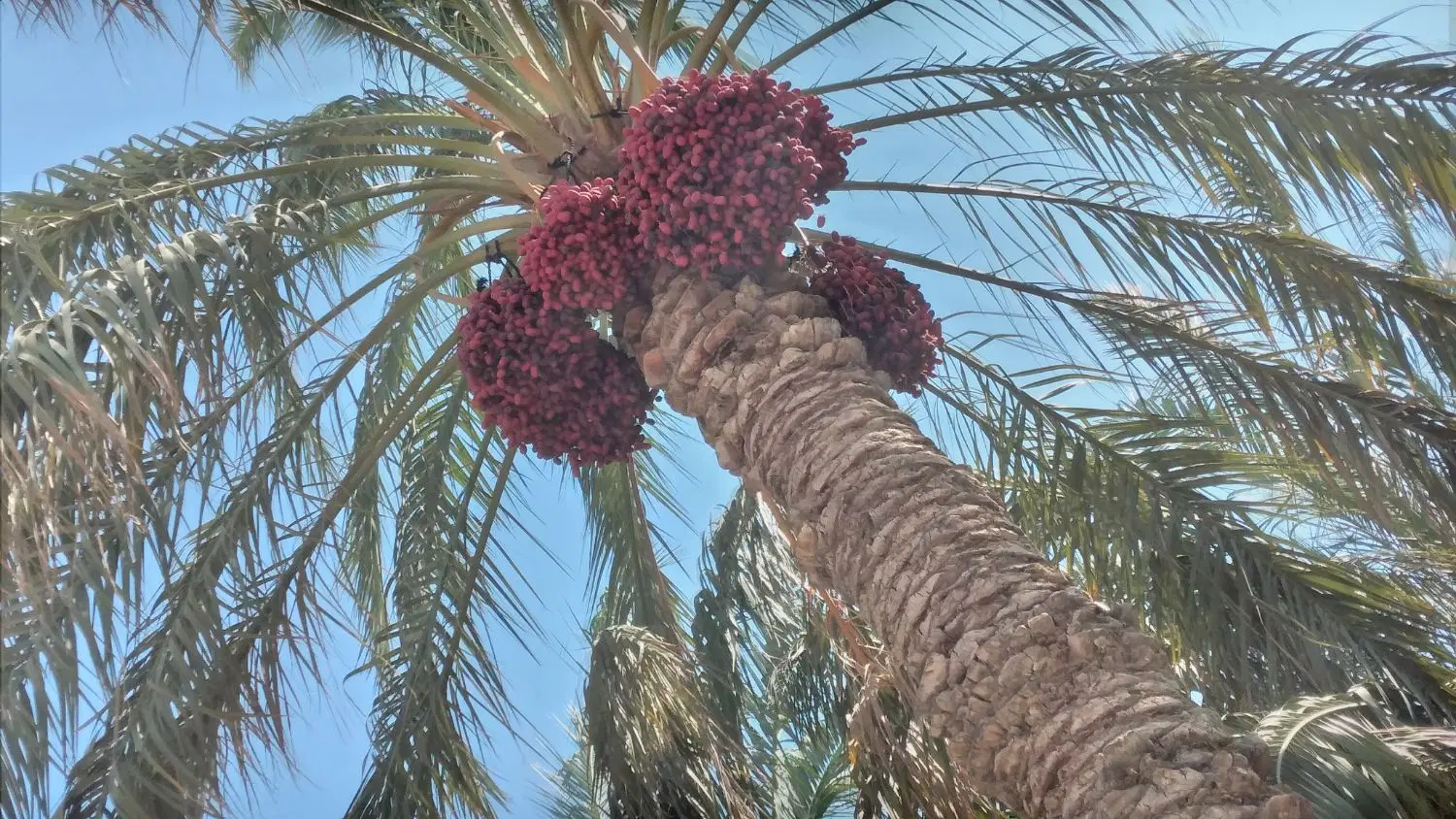 اجاره خوشه خرما مضافتی