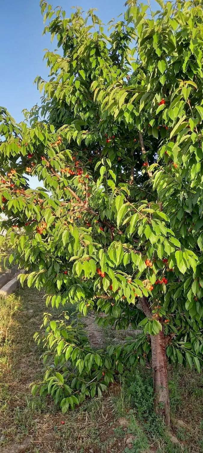 یک قطعه زمین ویلایی