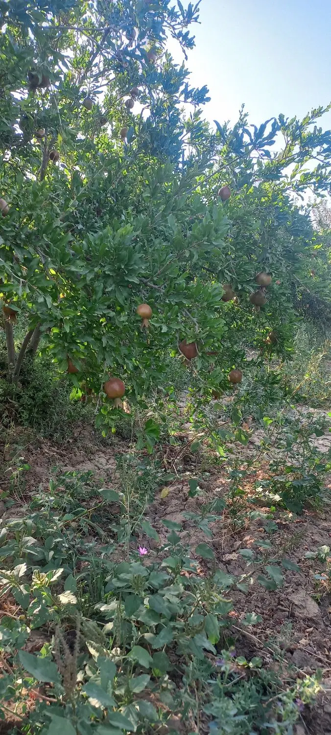 بـاغ انـار
