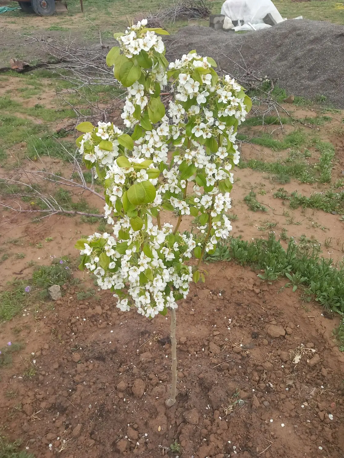 باغ ،ویلا