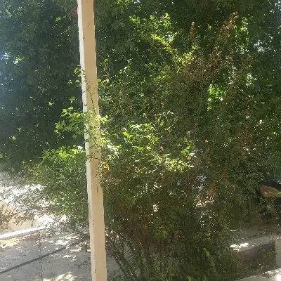 منزل کلنگی