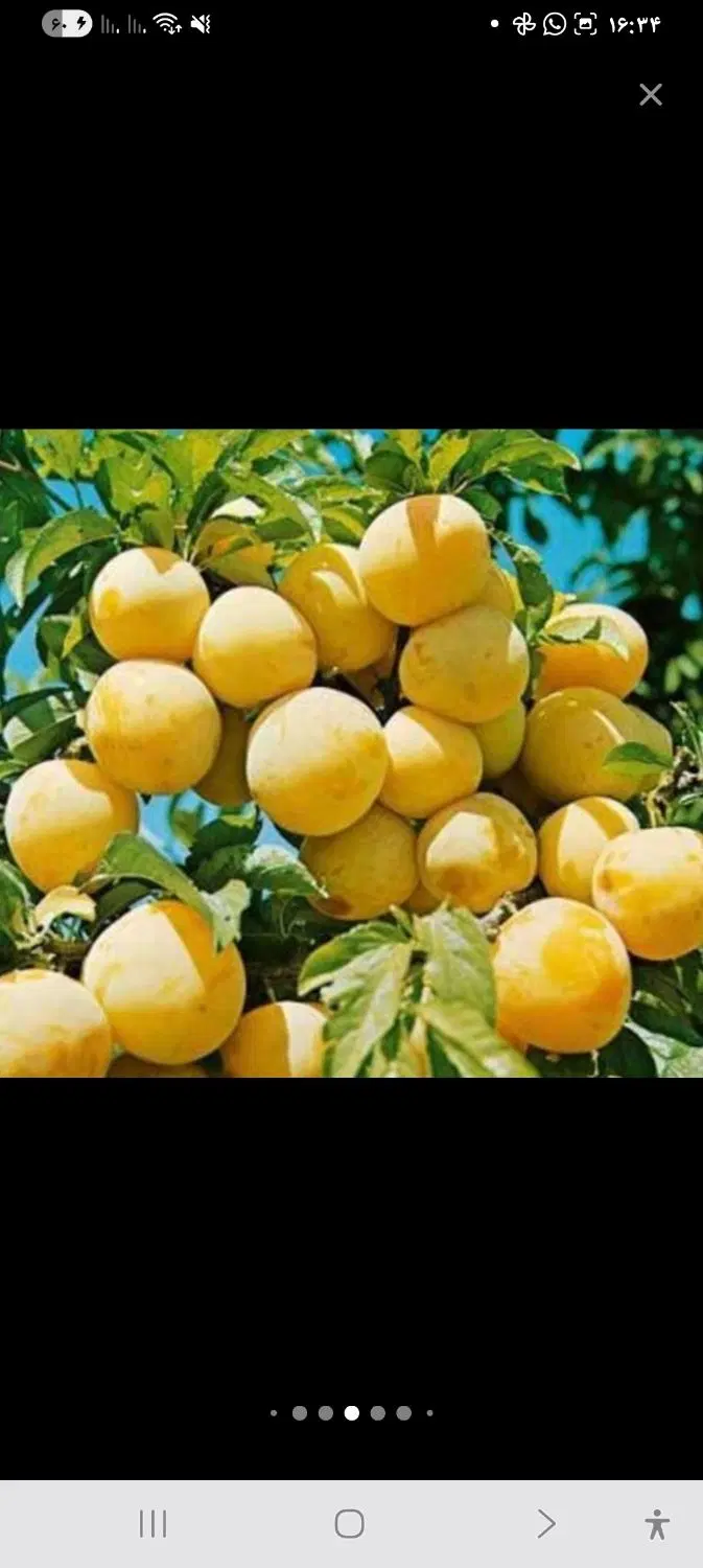 باغ انواع میوه ۱۰۰۰ متر