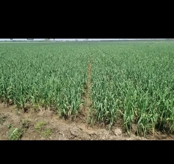 اجاره زمین برای کشت سیر