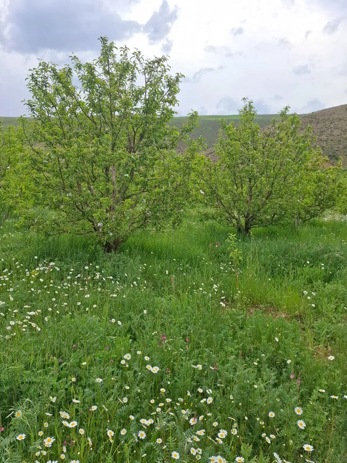 فروش زمین ۵۰‌متری