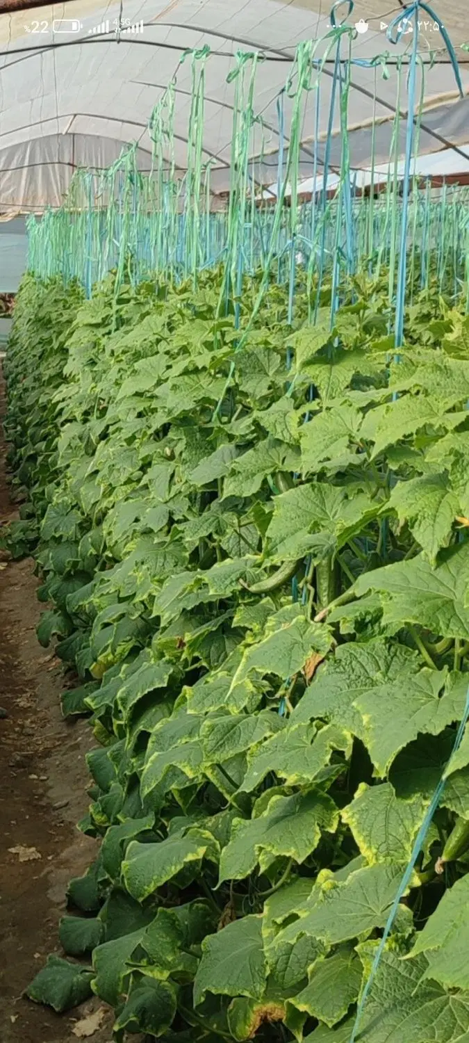 اجاره گلخانه باپللستیک