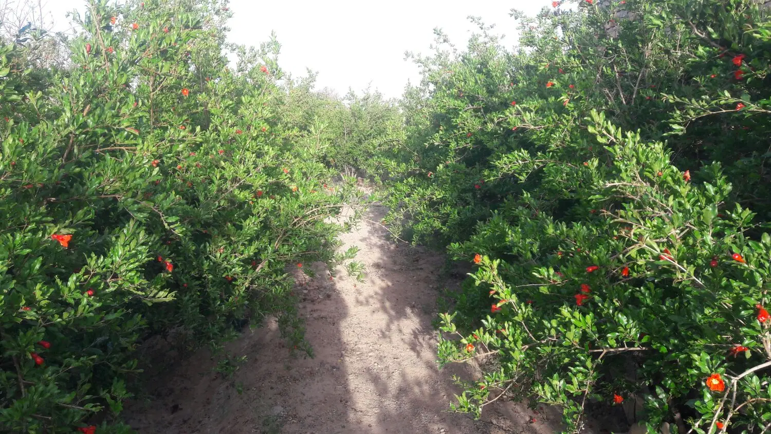 خونه باغ