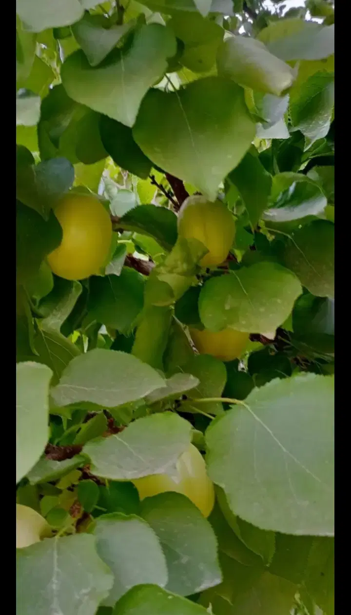 باغ ۷۰۰ متری بسیار عالی