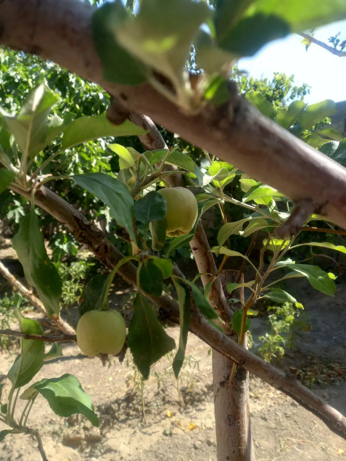 خانه وباغ شخصی در داخل شهر