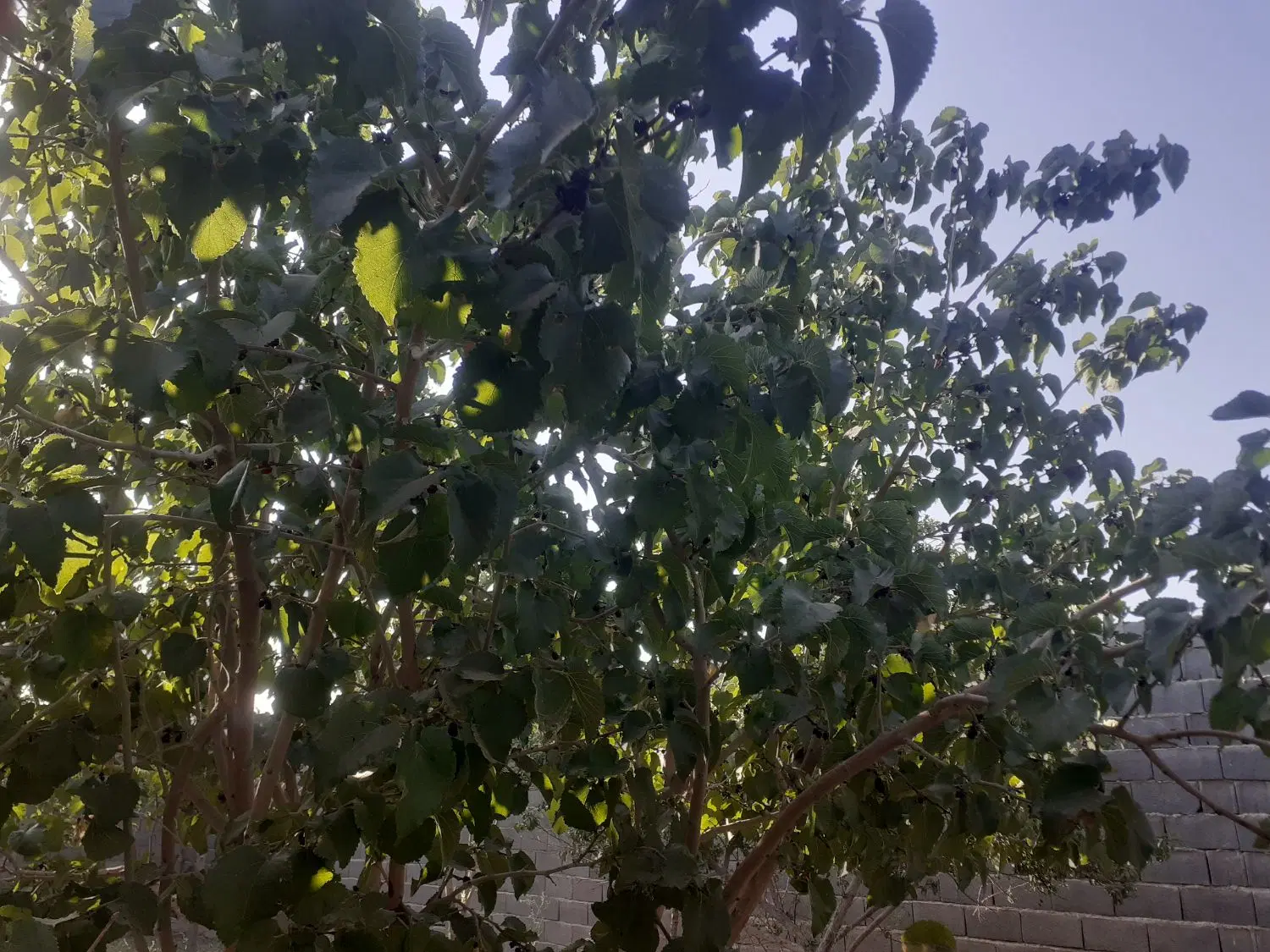 فروش باغ چهار دیواری