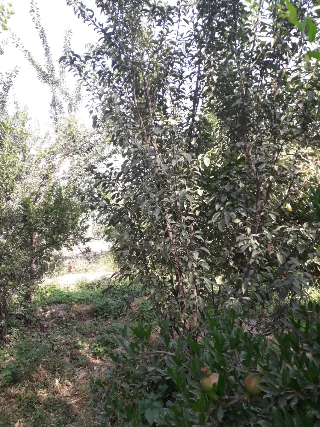 فروش باغچه ششصد متری در چهارباغ