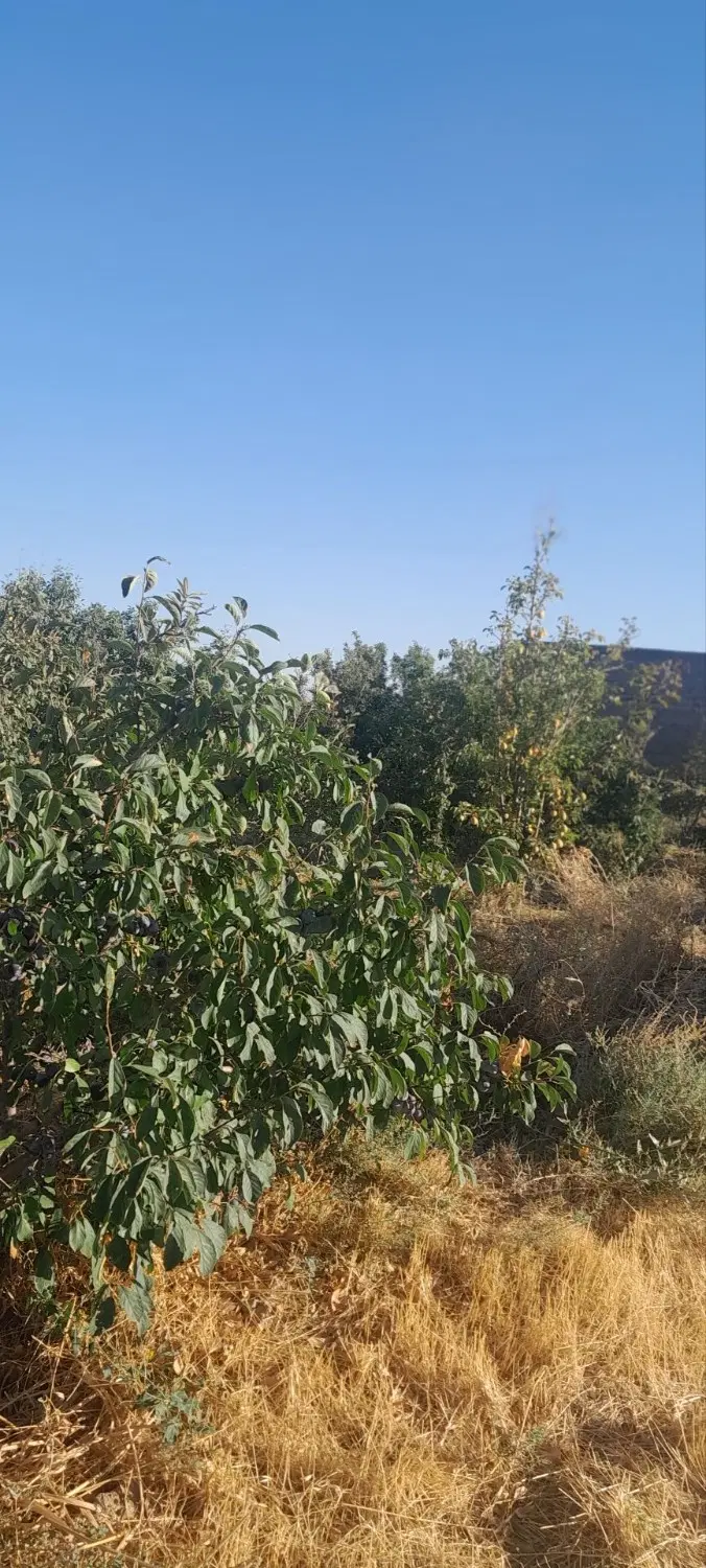 باغ فروشی