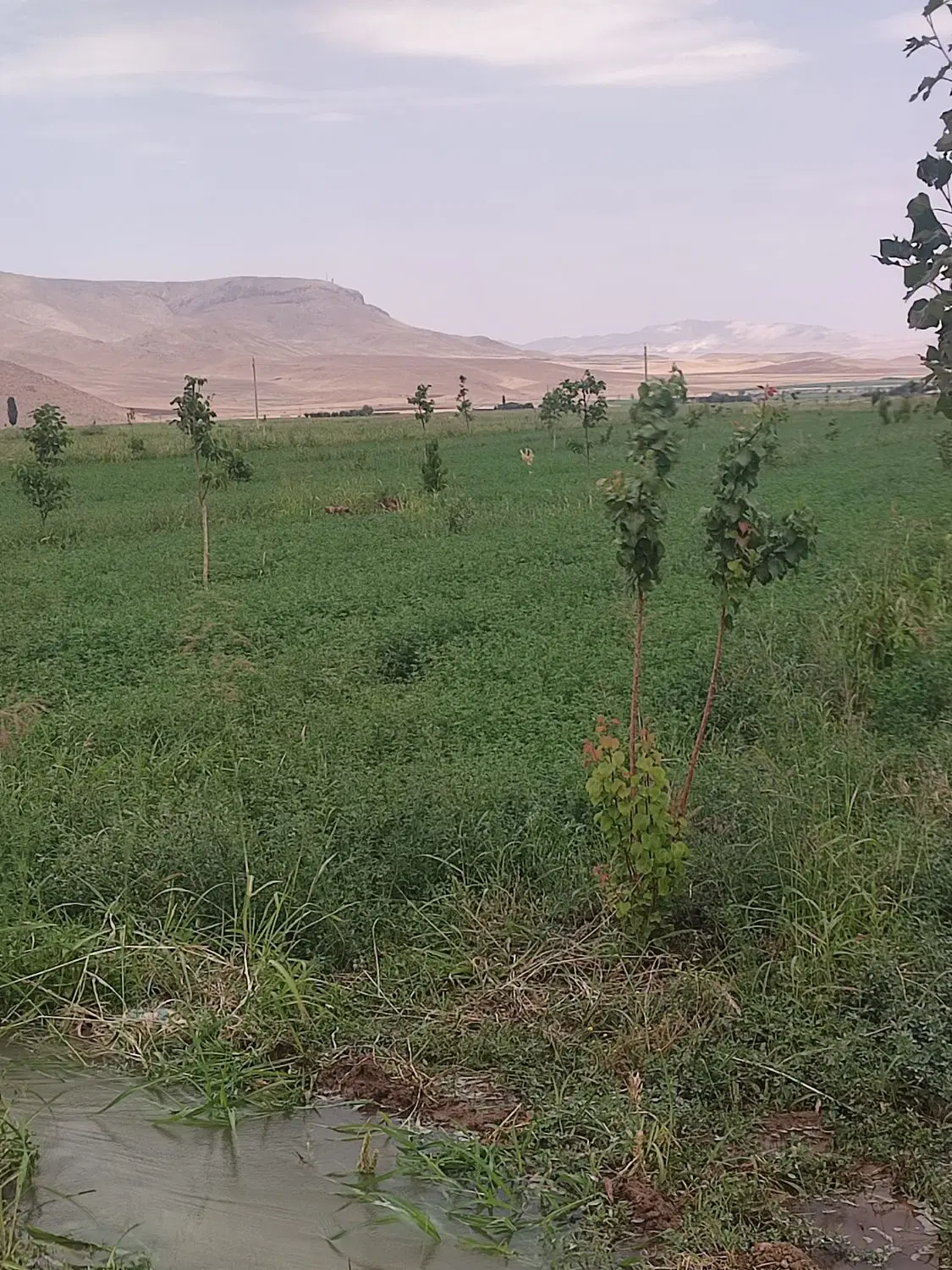 فروش باغ ۵هزار متری روستای هندر ،بین هندر دوبلوکان