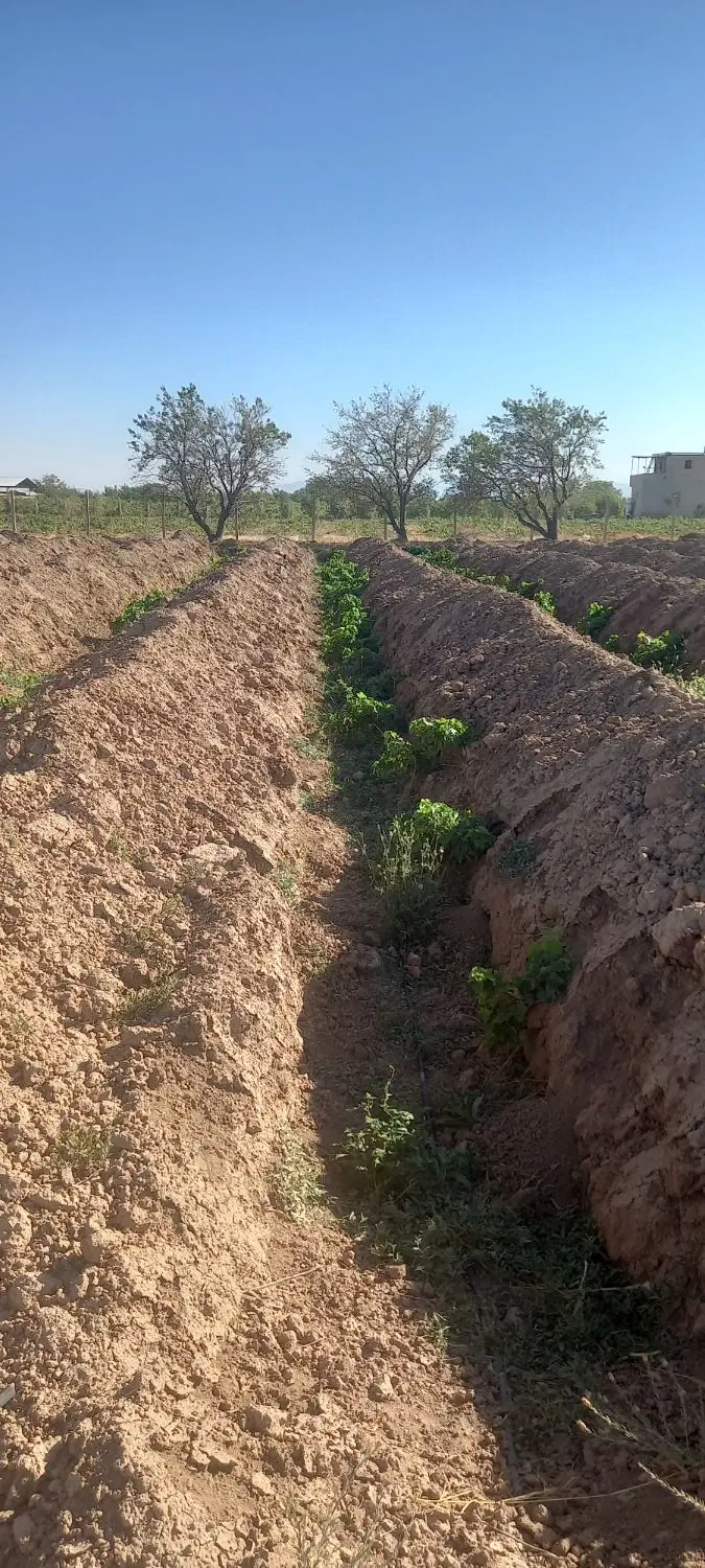 ۱۰۰۰۰ متر مربع باغ تازه احداث اصولی