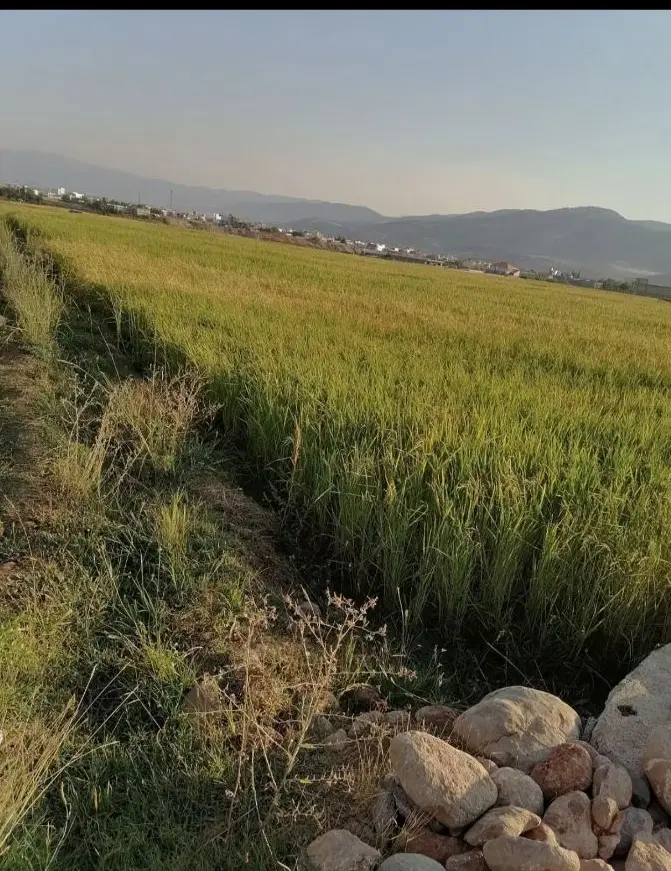زمین در یاسوج جدول غوره