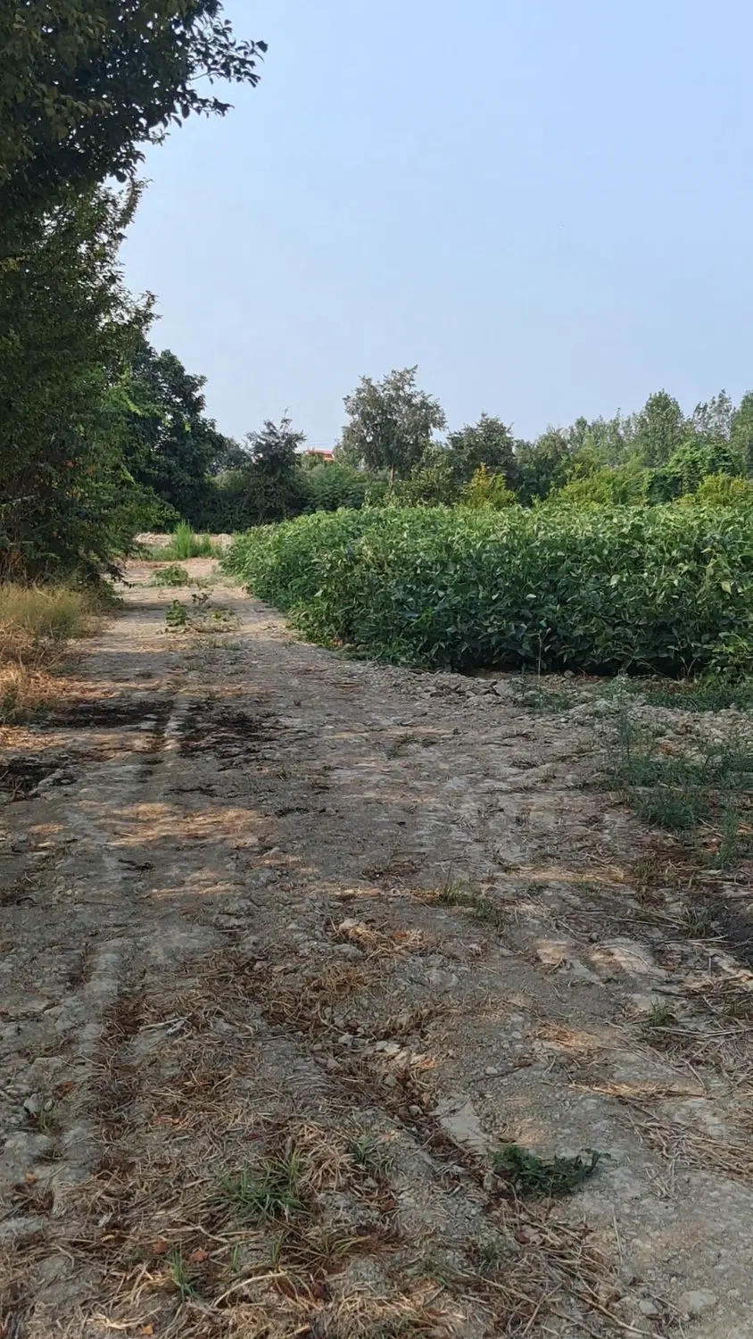 باغ ۲۹۰۰ متری پرتقال   نوکنده