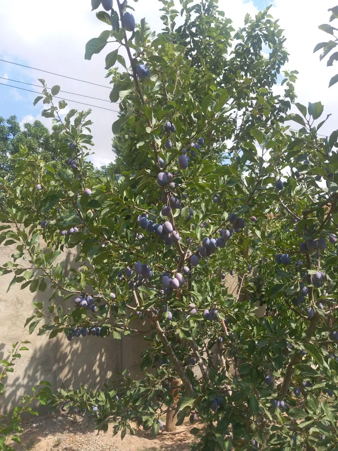 باغ هزار متری