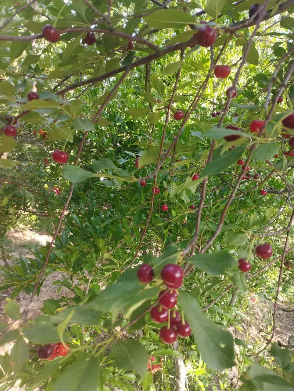 فروش فوری باغ ۵۰۰۰ متری در روستای صیفی‌آباد