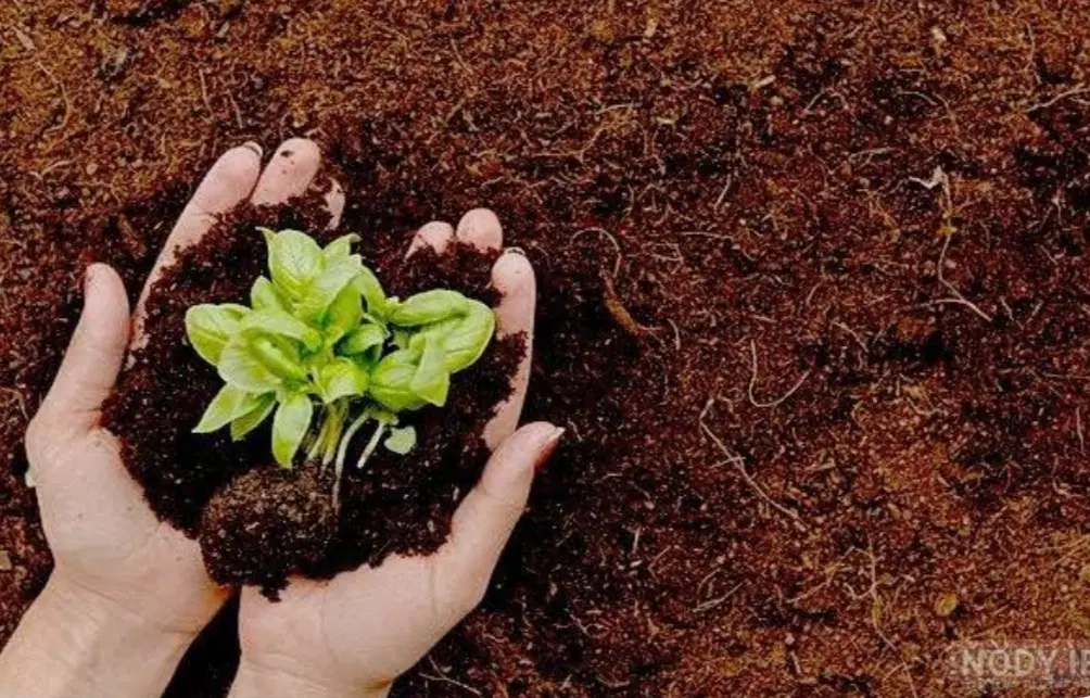 زمین باغی 1000متری در سیمین