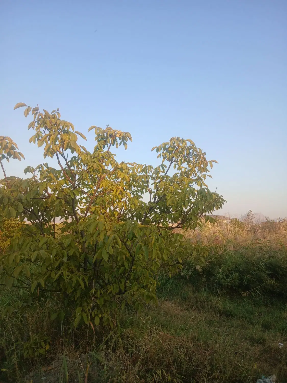 باغچه۸۰۰ متری در ایروانلو