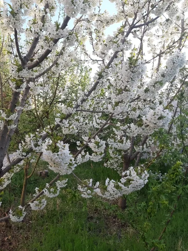 زمین مسکونی در شهرک خور