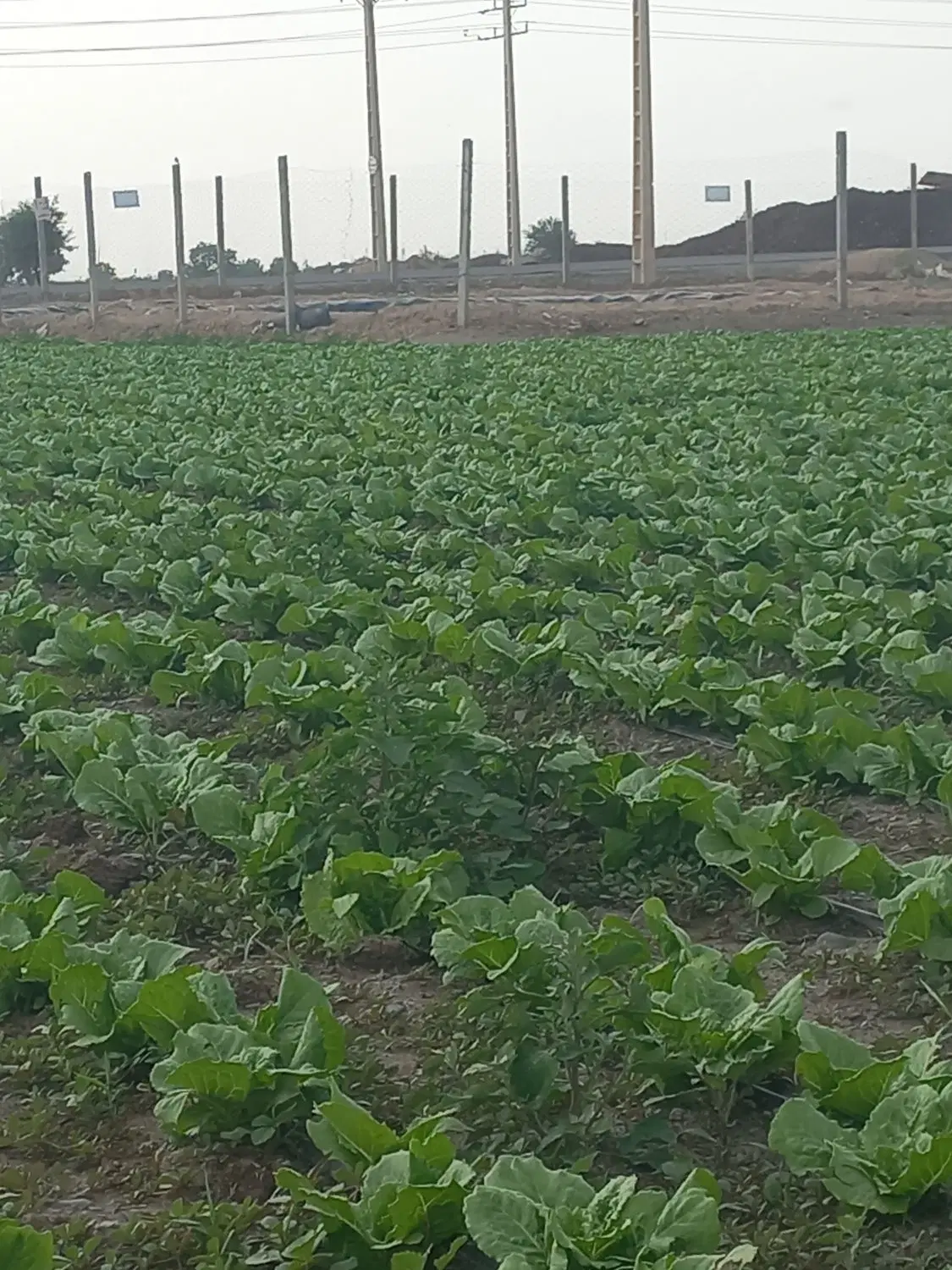 زمین کشاورزی کنار اتوبان