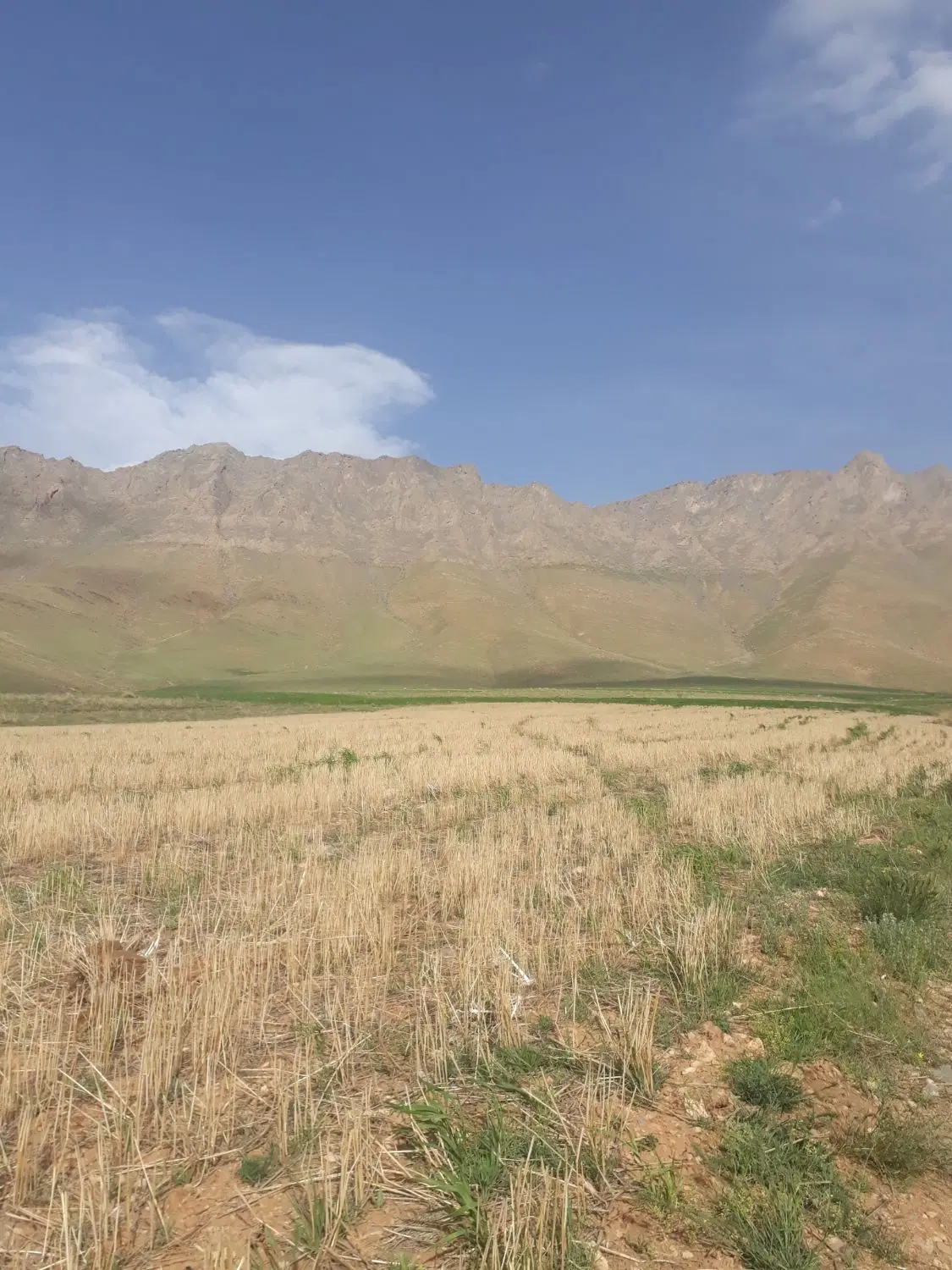 زمین کشاورزی  و باغی