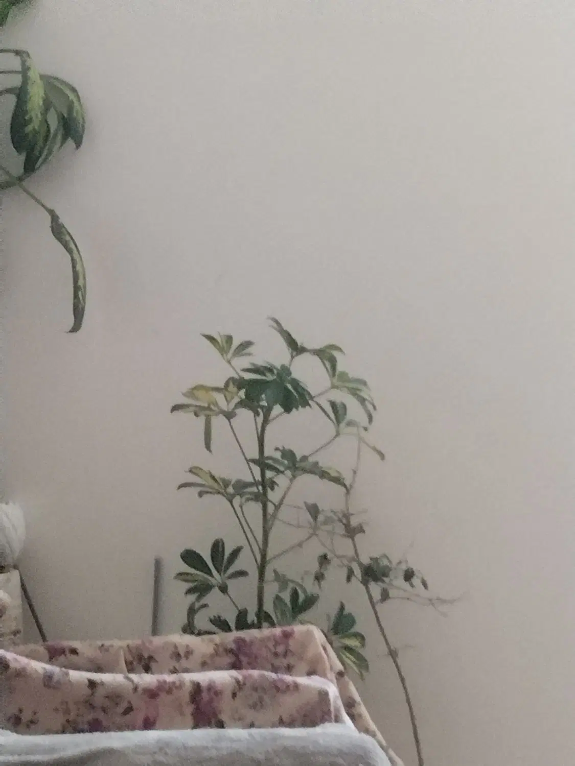 منزل فروشی