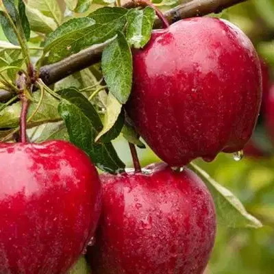 باغ سییب اجاره داده میشود