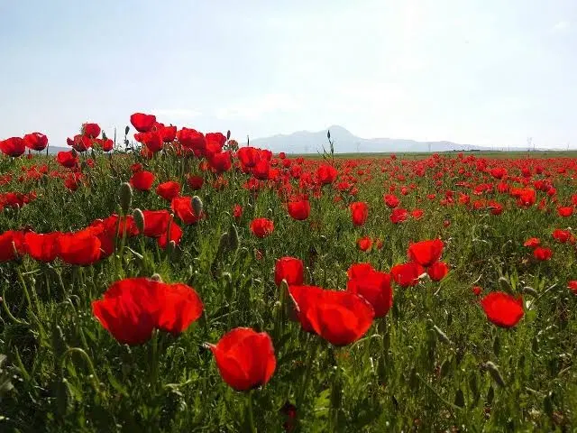 اجاره زمین آبی
