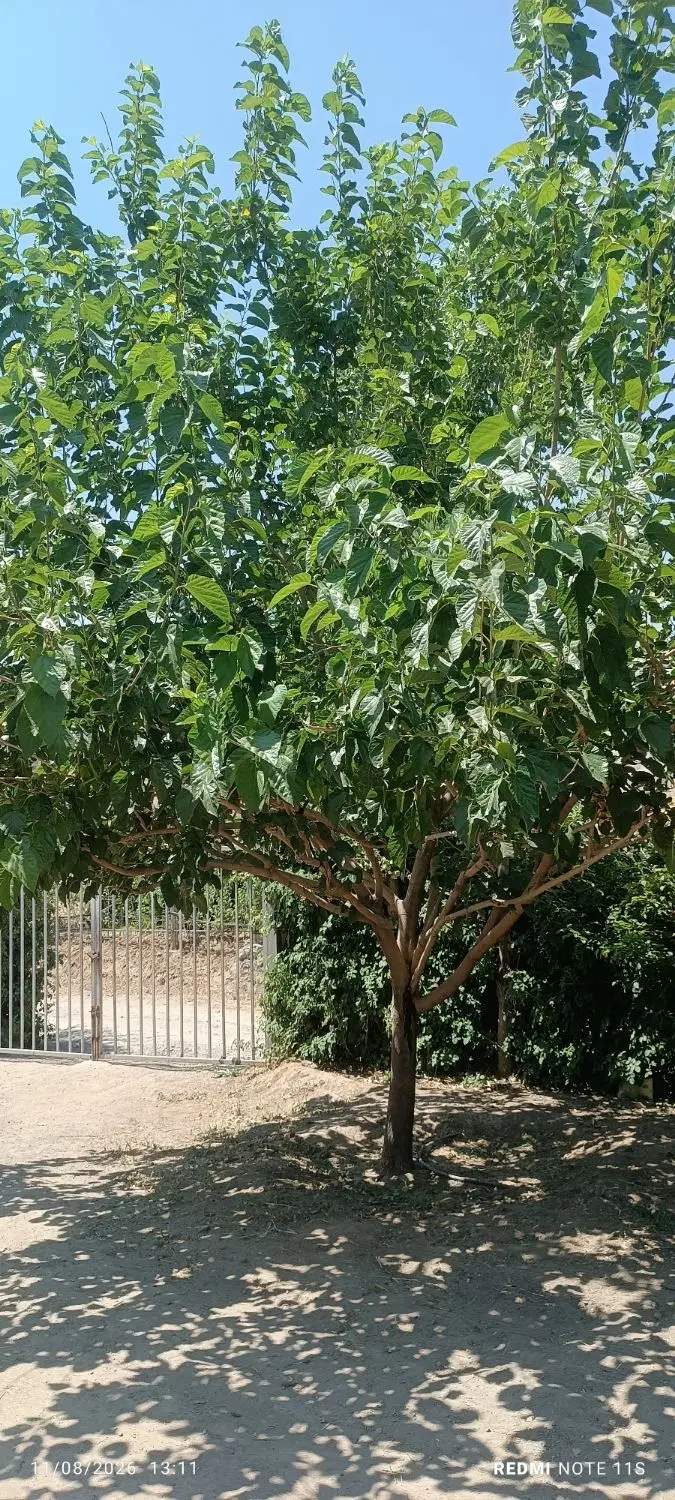 باغ