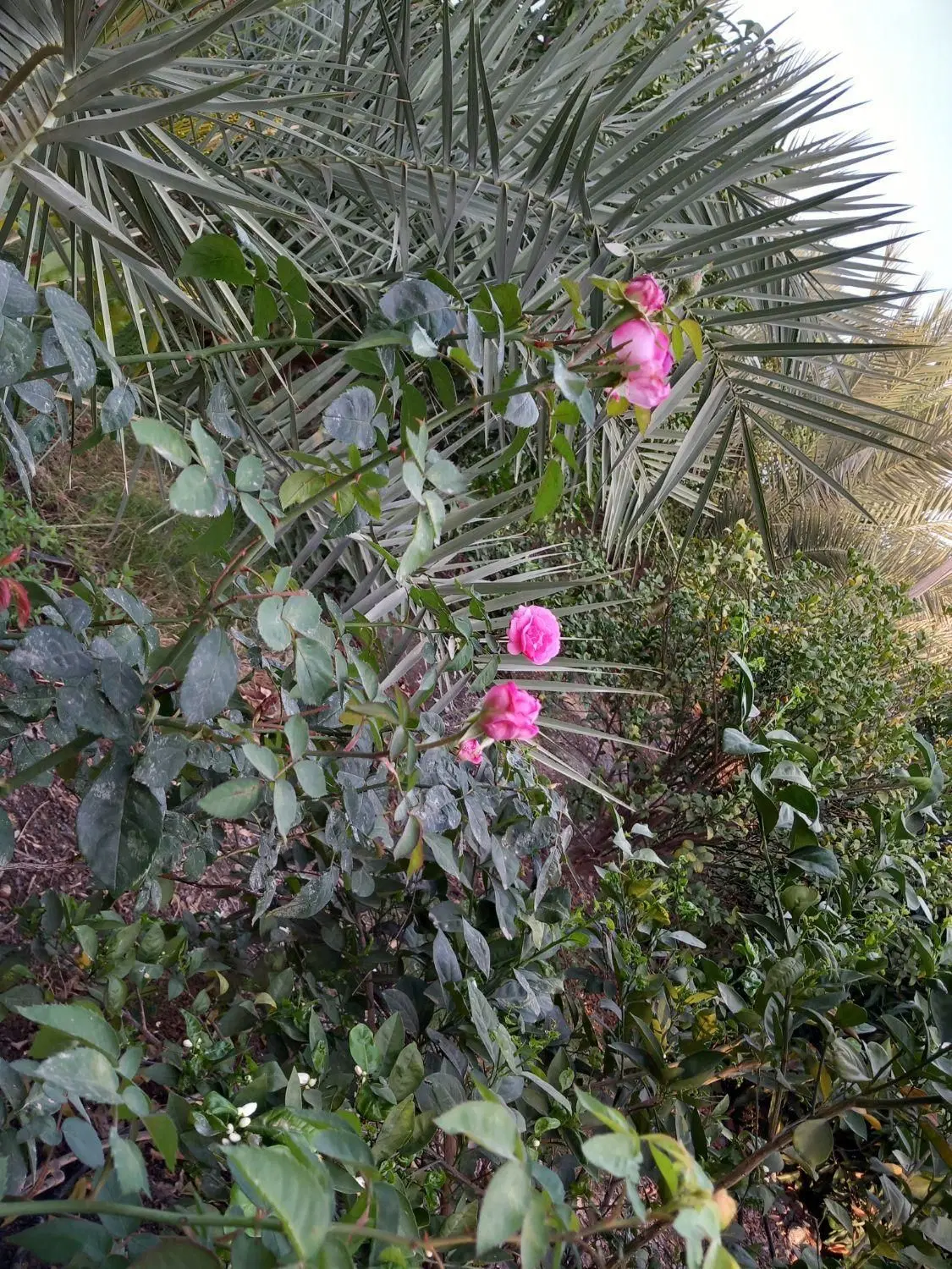 فروش خانه باغ