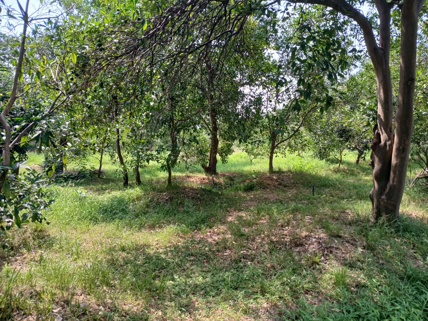 زمین