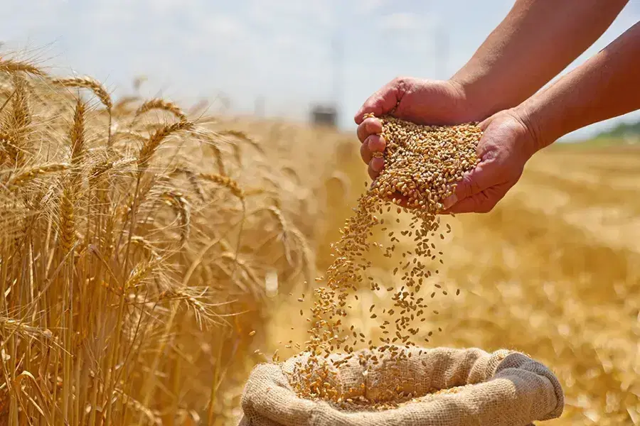 زمین کشاورزی دیم
