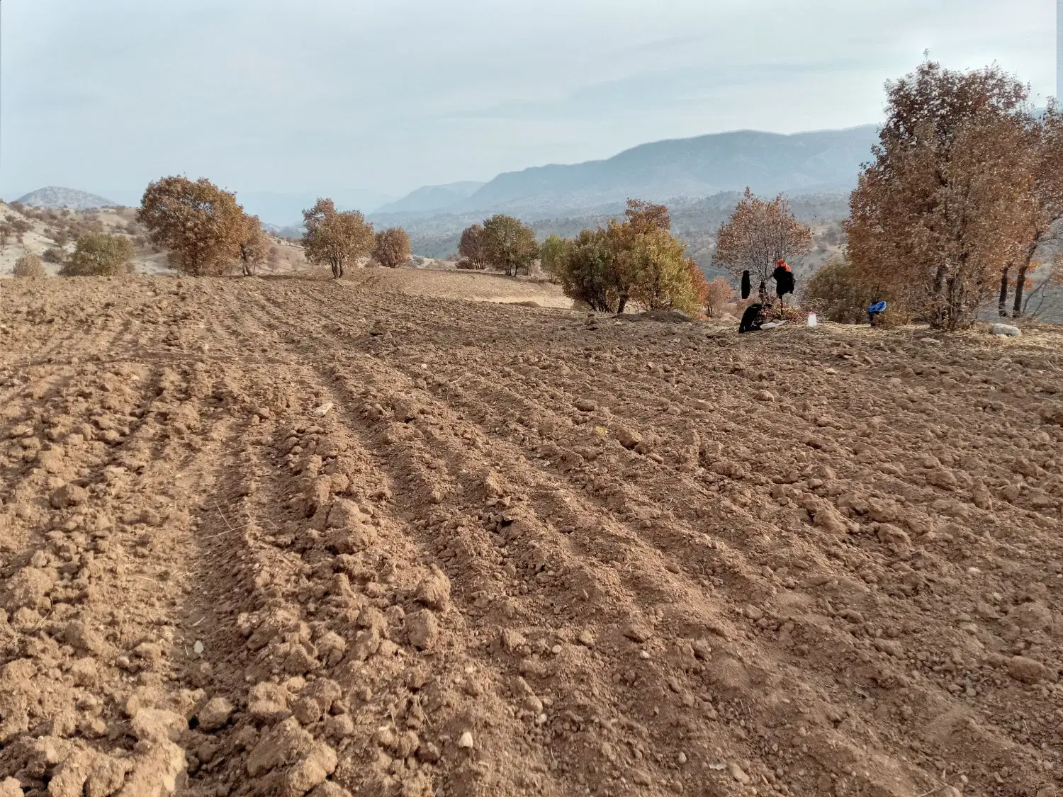 زمین کشاورزی دیم اجاره میکنم