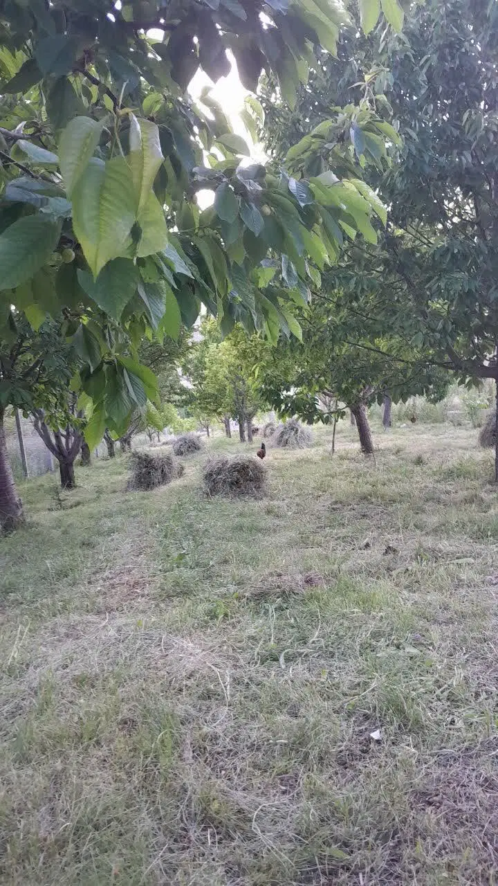 باغ به متراژ ۸۰ متر دارای فنس کشی و استخر