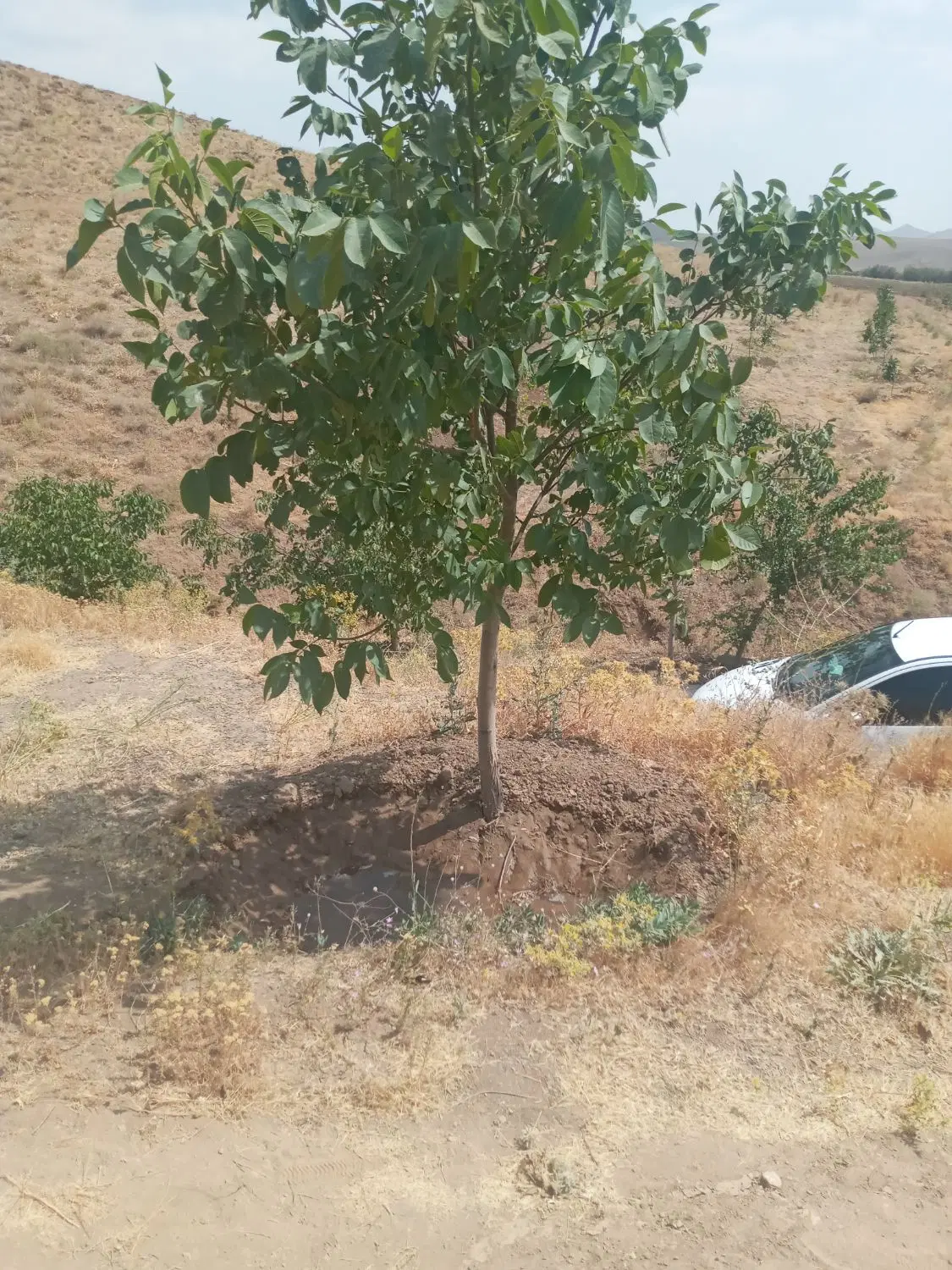 باغ قشلاق