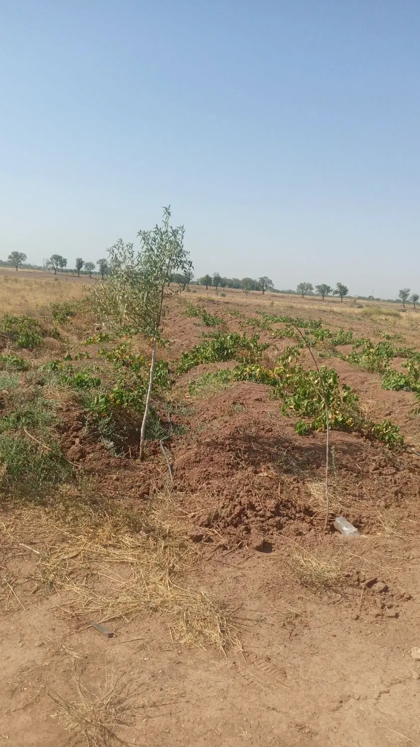باغ ۱۰۰۰ متری