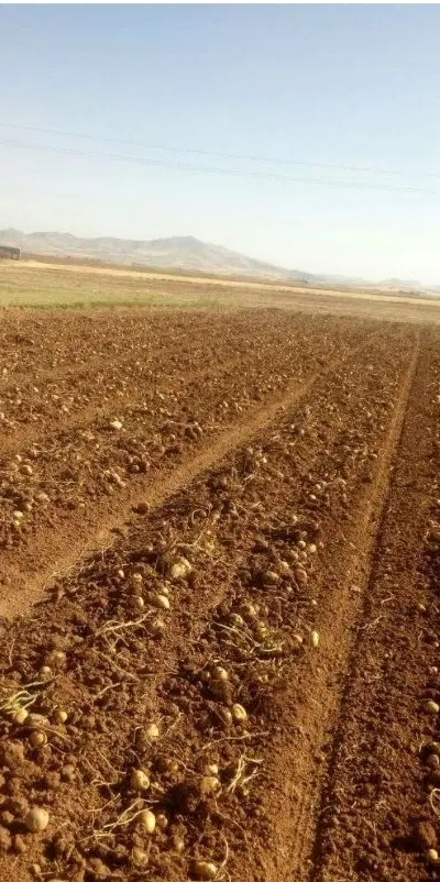 زمین کشاورزی