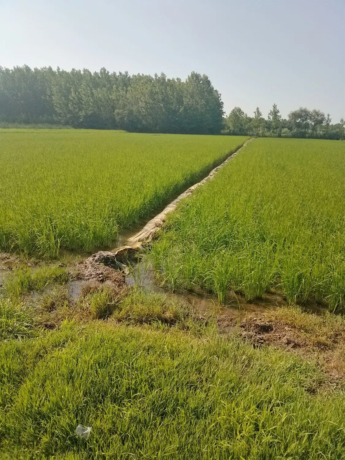 شالیزار برنج