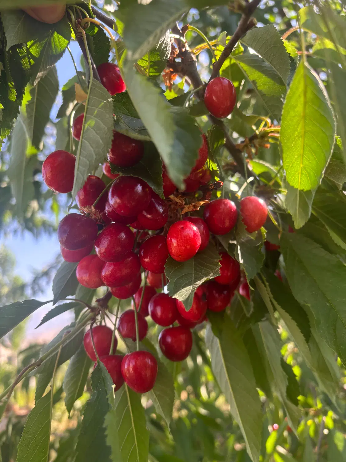 باغ ۲۰۰۰ متری مثمر