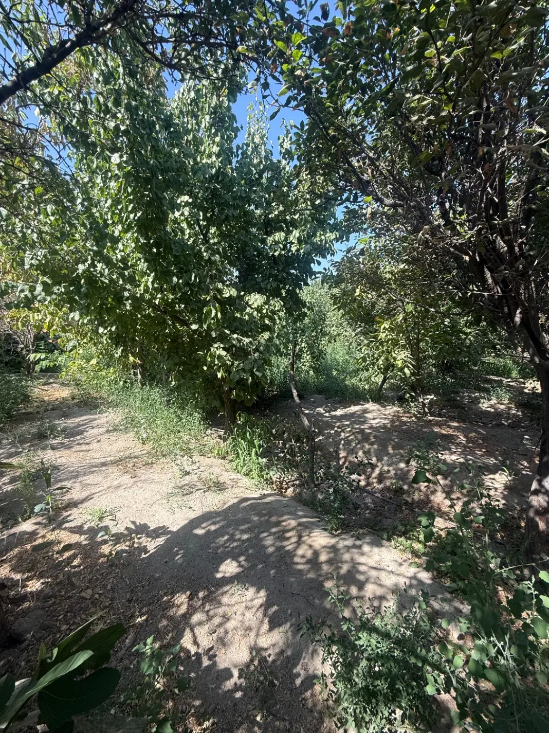 ۸۸۰ متر باغچه با بنا قدیمی