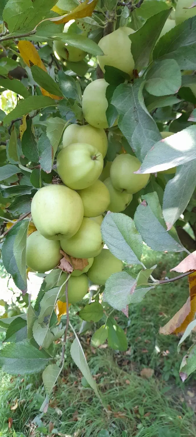 اجاره باغ سیب