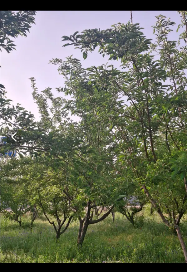 باغشهر سپیدان هماشهر